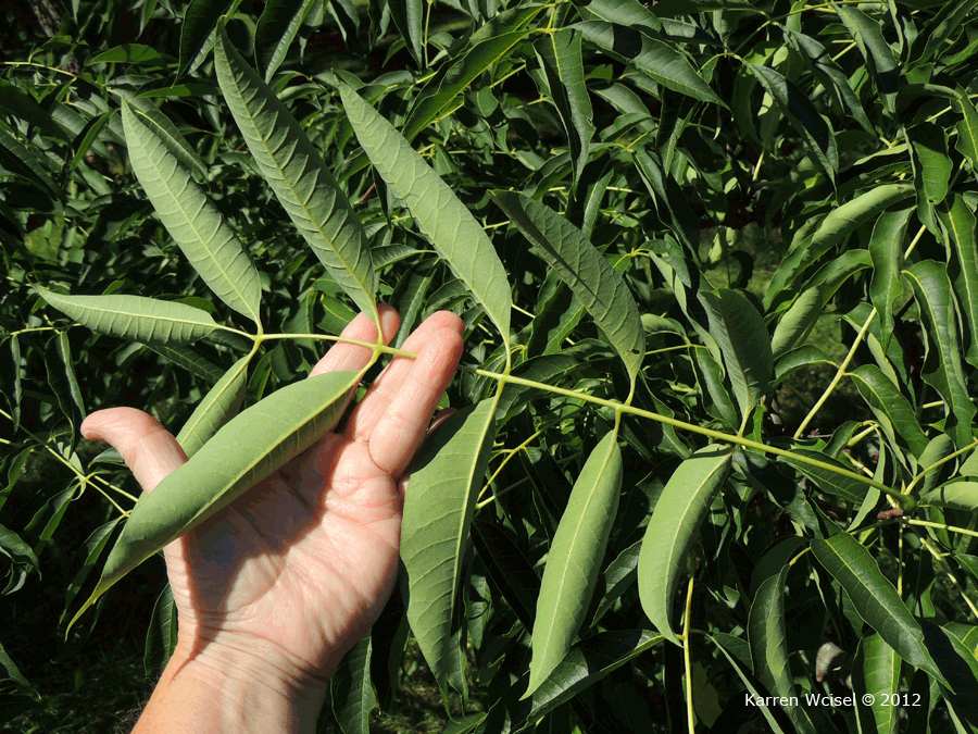 Photo of Phellodendron amurense - Amur Cork Tree compound leaf