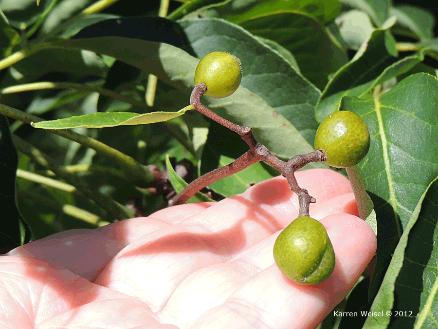 Photo of Phellodendron amurense - Amur Cork Tree green fruit