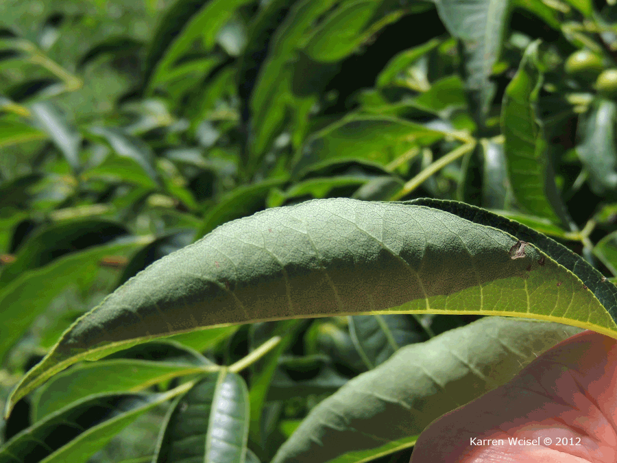 Photo of Phellodendron amurense - Amur Cork Tree underside of leaf