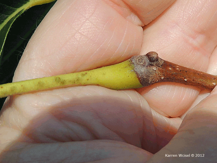 Photo of Phellodendron amurense - Amur Cork Tree