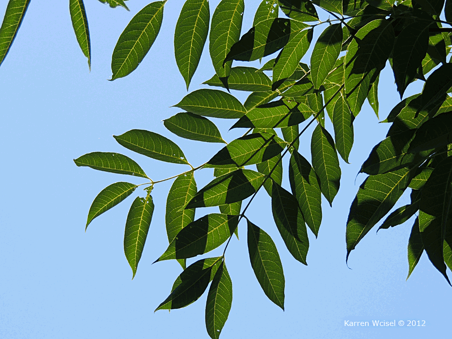 Photo of Phellodendron amurense - Amur Cork Tree compound leaf