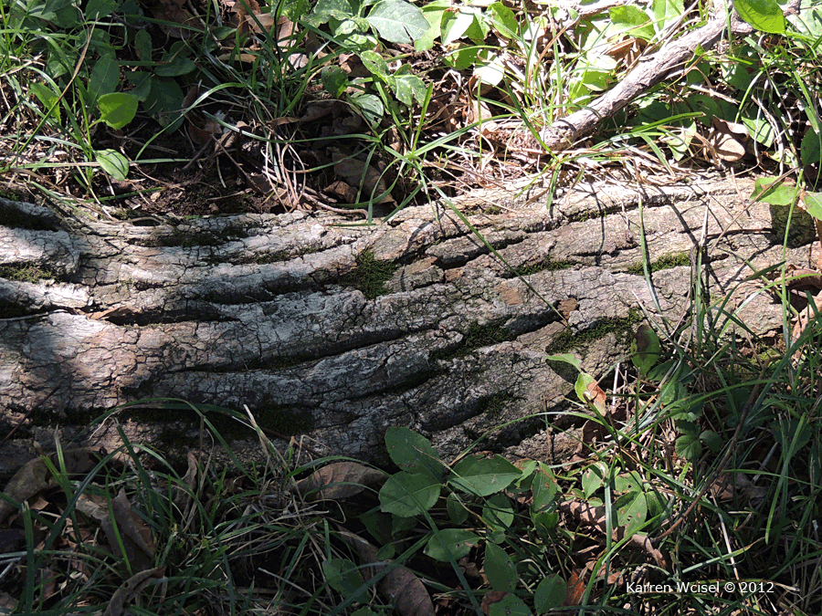 Photo of Phellodendron amurense - Amur Cork Tree close up of bark