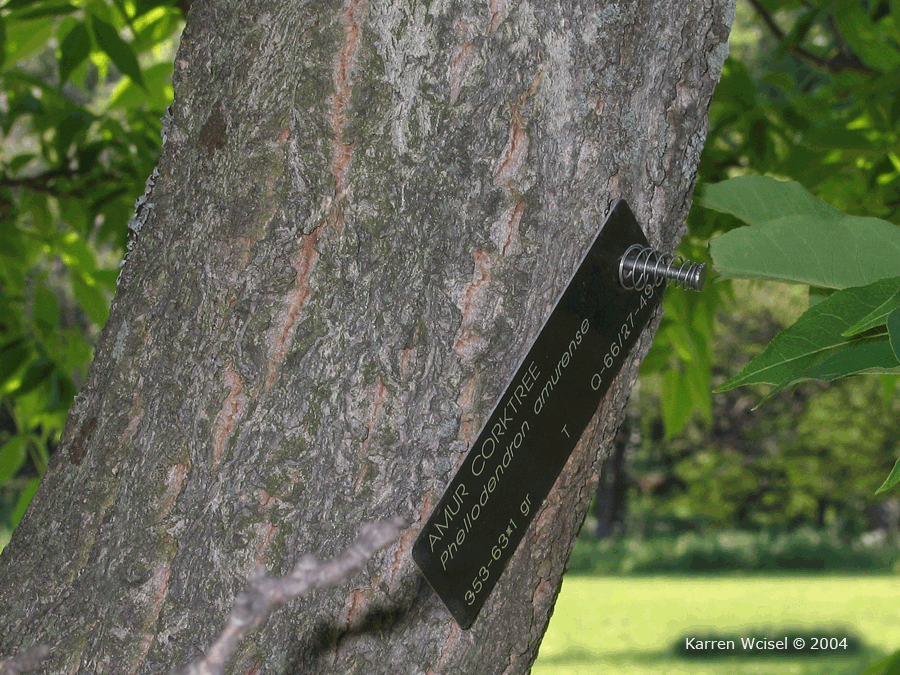 Photo of Phellodendron amurense - Amur Cork Tree close up of bark