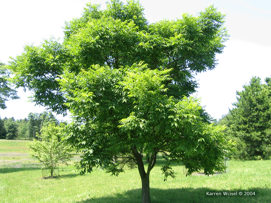 Photo of Phellodendron amurense - Amur Cork Tree whole tree