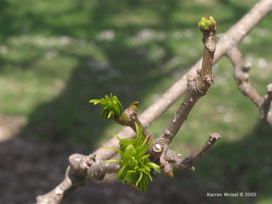 Photo of Phellodendron amurense - Amur Cork Tree leaves beginning to open