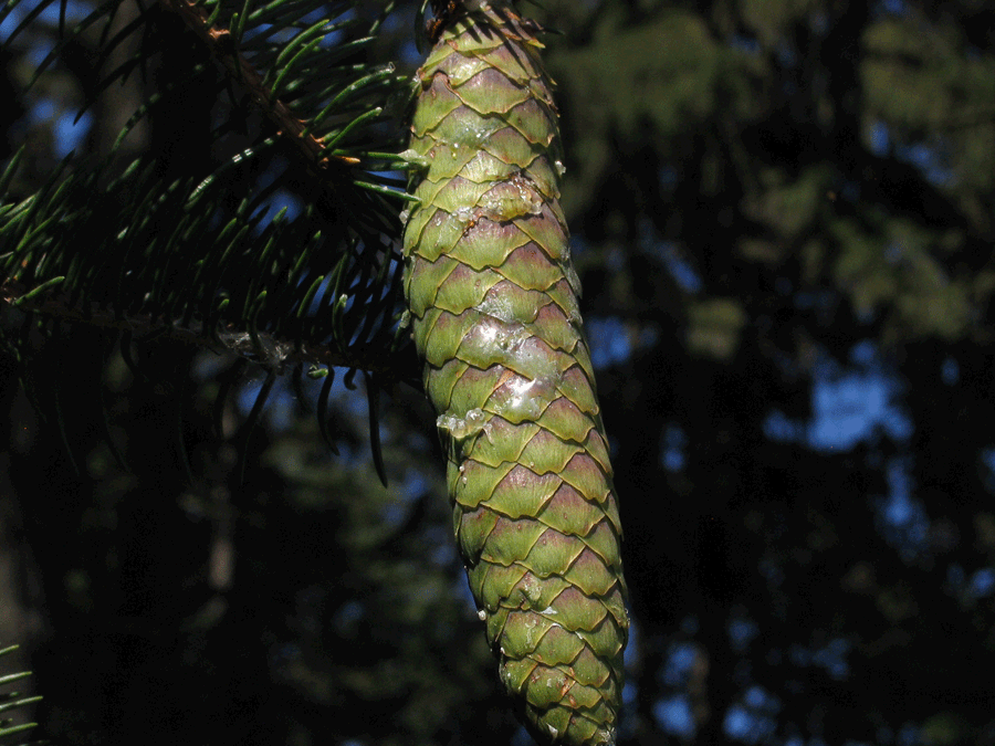 Picea abies - Norway spruce green pine cone on tree