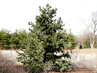 Pinus flexilis - Limber pine
