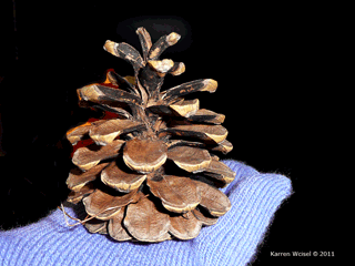 Pinus nigra - Austrian pine cone