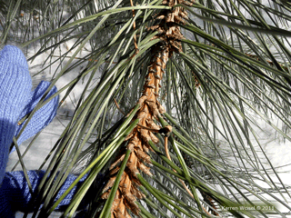 Pinus nigra - Austrian pine branchlet and needles