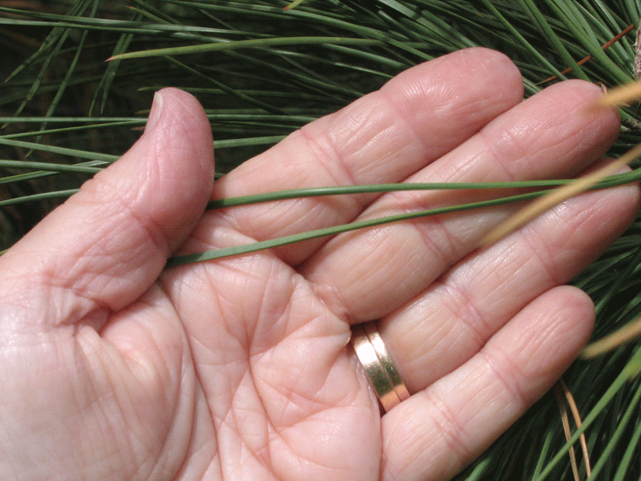 Pinus ponderosa - Ponderosa pine needles in cluster of 2
