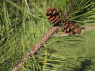 Pinus resinosa - Red pine, pine cones, note the marks left on the twig