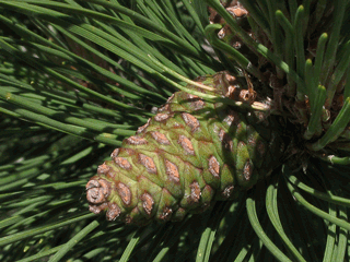 Pinus resinosa - Red pine, closed pine cones