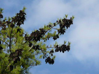 Pinus strobus - Eastern white pine