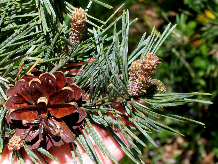 Pinus sylvestris - Scots pine, pine cones and strobolis