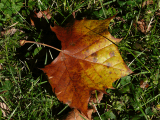Platanus occidentalis - American Sycamore - leaf in fall