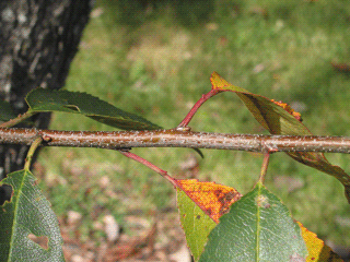 Prunus serotinas - Wild black cherry