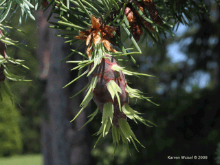 Pseudotsuga menziesii - Douglas-fir - Picture of cone with purple scales and trident shaped bracts in early June.