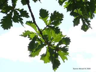 Quercus dentata - Daimyo oak