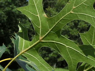 Quercus ellipsoidalis - Northern pin oak, Hill's oak