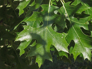 Quercus ellipsoidalis - Northern pin oak, Hill's oak