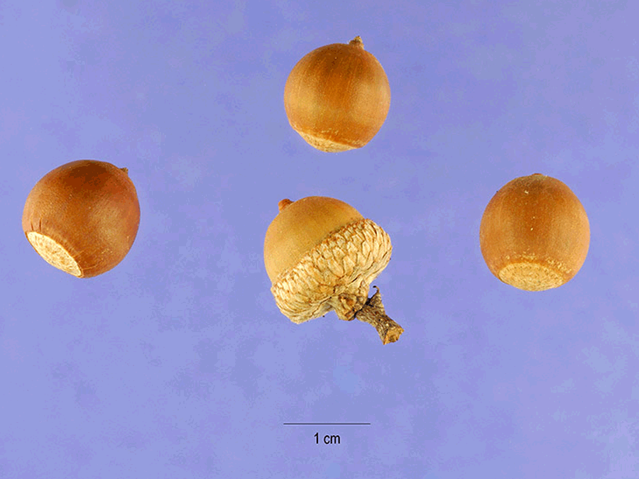 Quercus imbricaria - Shingle oak acorns