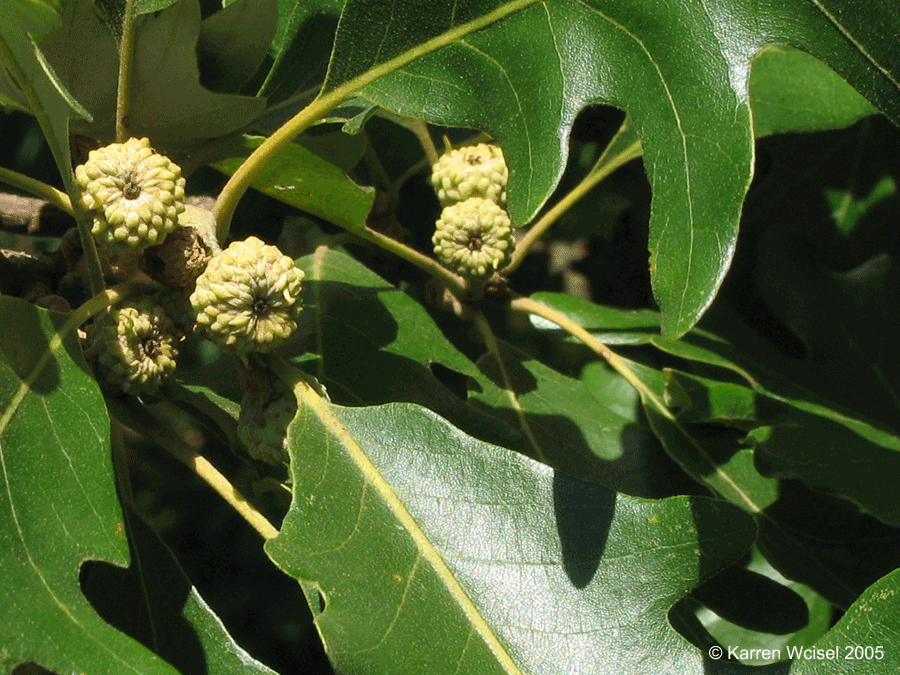 Quercus macrocarpa - Bur oak - summer - close up of acorns