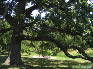 Quercus macrocarpa - Bur oak - summer - under the tree a great place to get out of the sun and rest