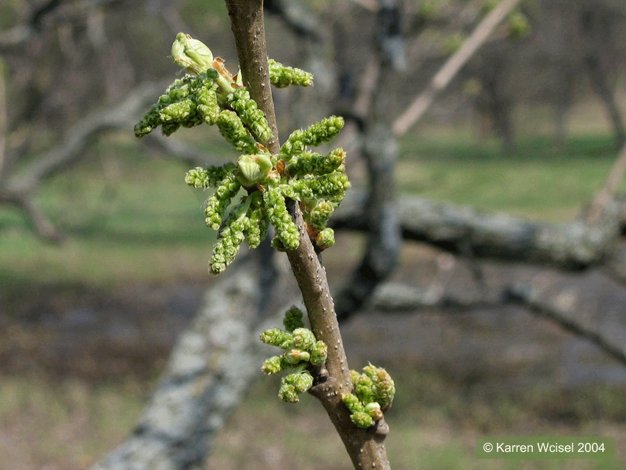 Quercus macrocarpa - Bur oak - emerging male flowers