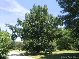 Quercus robur - English oak - summer habit