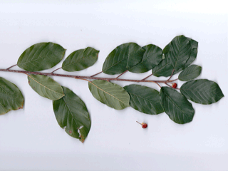 Photo of glossy buckthorn twig with leaves and fruit