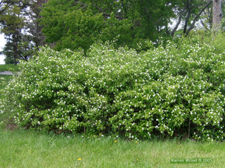 Rhodotypos scandens - Jetbead  spring habit, photo taken May 6, 2005.
