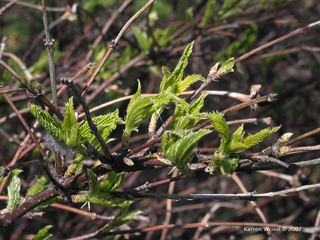 Rhodotypos scandens - Jetbead  new leaves emerging, photo taken April 16, 2007.