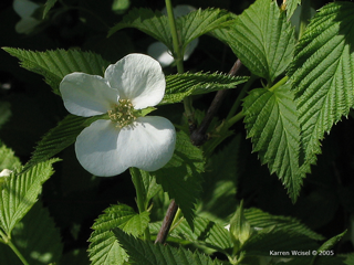 Rhodotypos scandens - Jetbead  flower and leaves, photo taken May 10, 2005.