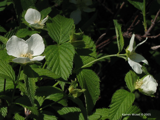 Rhodotypos scandens - Jetbead  flower and leaves, photo taken May 10, 2005.