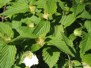 Rhodotypos scandens - Jetbead  flowers with petals missing and leaves, photo taken May 10, 2005.