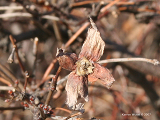 Rhodotypos scandens - Jetbead  winter photo of sepal but no fruit, photo taken January 2, 2007.