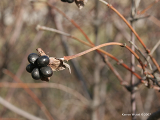 Rhodotypos scandens - Jetbead  winter photo of sepal and fruit, photo taken January 2, 2007.