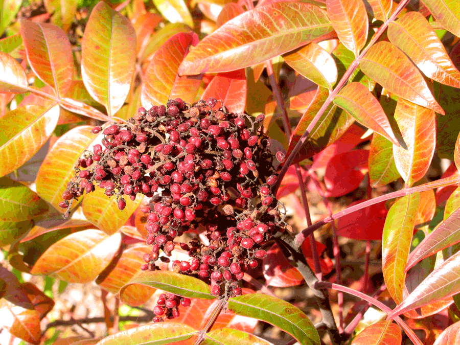Rhus copallina - Shining sumac