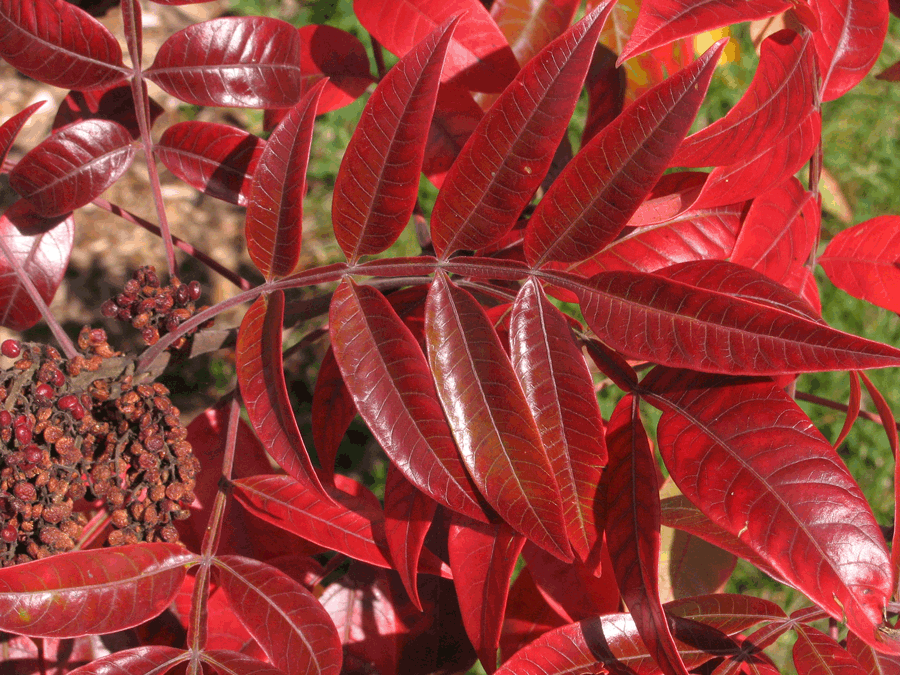Rhus copallina - Shining sumac