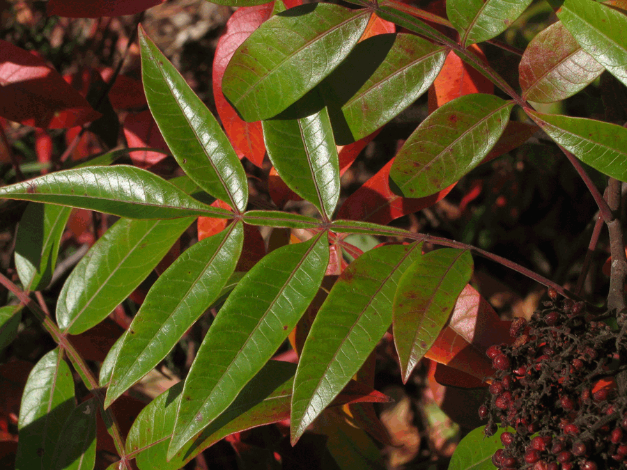 Rhus copallina - Shining sumac