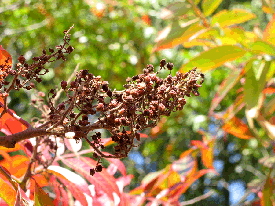 Rhus copallina - Shining sumac