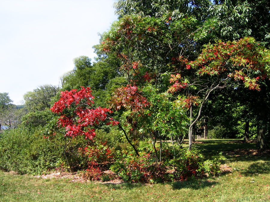 Rhus copallina - Shining sumac
