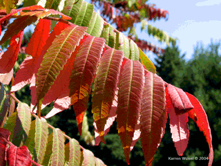 Photo of underside of Staghorn Sumac red leaves in October