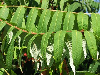 Staghorn Sumac leaves