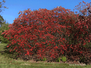 Rhus typhina - Staghorn sumac red leaves in fall