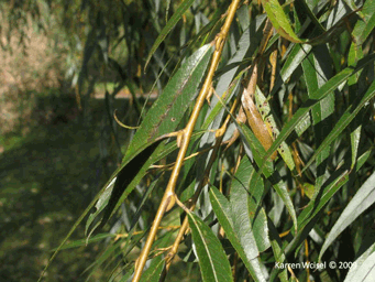 Salix alba 'Tristis' - Golden weeping willow