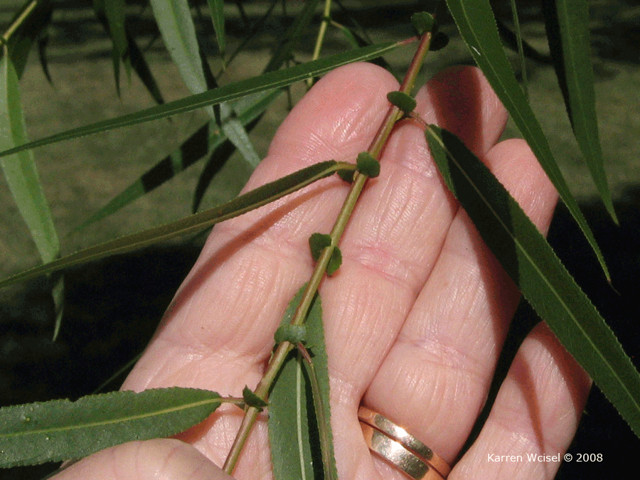 Salix nigra - Black Willow leaves and stipules