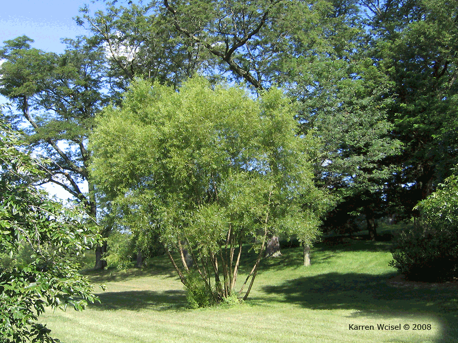 Salix nigra - Black Willow whole tree