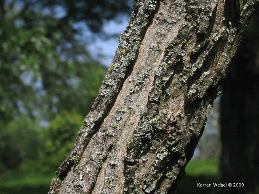 Salix nigra - Black Willow bark
