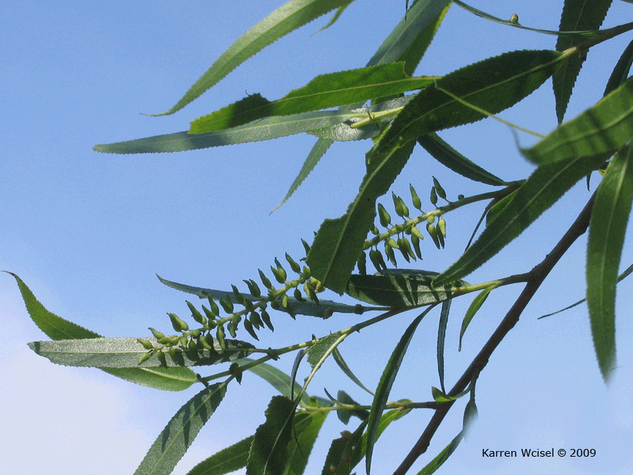 Salix nigra - Black Willow leaves and fruit capsules